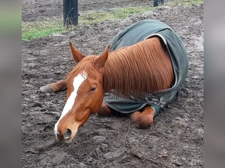 Engels volbloed Merrie 5 Jaar 160 cm Vos in Torgelow