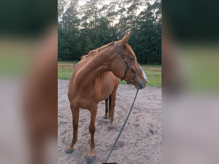 Engels volbloed Merrie 5 Jaar 160 cm Vos in Torgelow