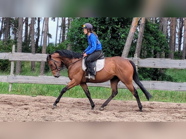 Engels volbloed Merrie 5 Jaar 162 cm Bruin in Möser