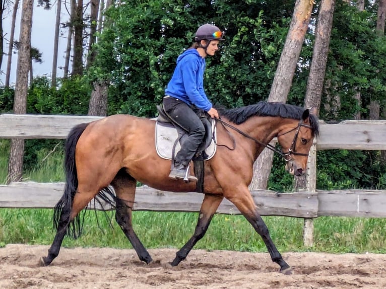 Engels volbloed Merrie 5 Jaar 162 cm Bruin in Möser