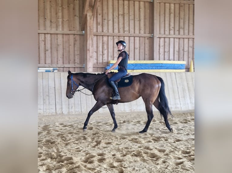 Engels volbloed Merrie 5 Jaar 162 cm Donkerbruin in Haidershofen