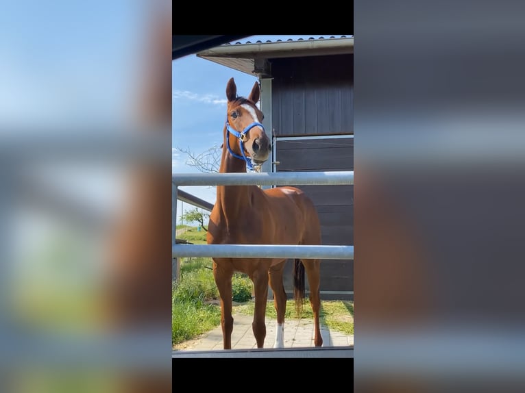 Engels volbloed Merrie 5 Jaar 162 cm Vos in Oberstammheim