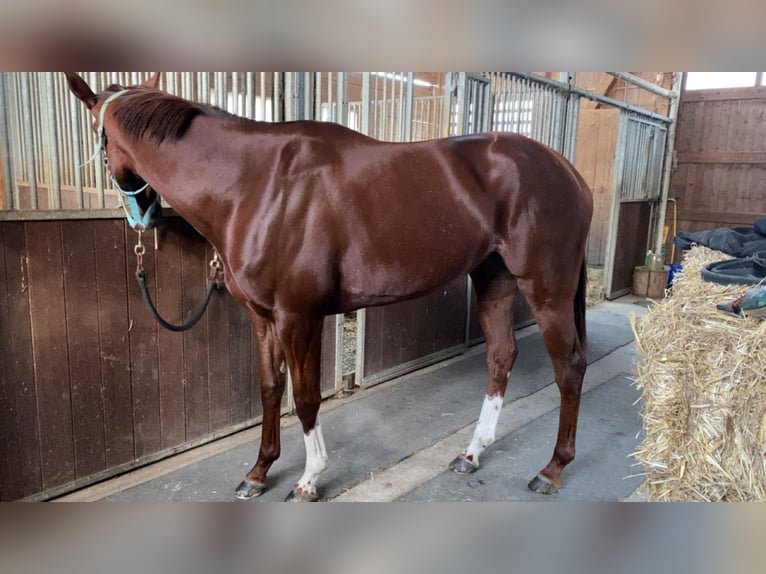 Engels volbloed Merrie 5 Jaar 162 cm Vos in Oberstammheim