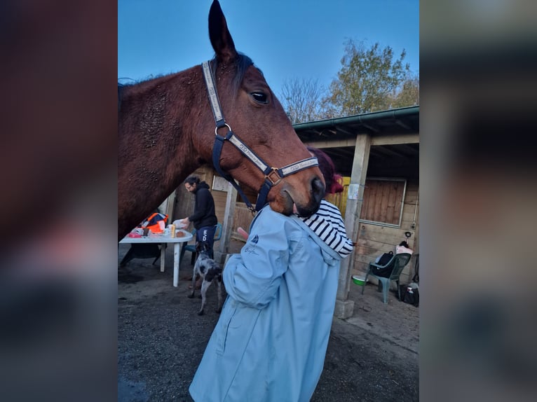Engels volbloed Merrie 5 Jaar 163 cm Bruin in &#xC9;couen