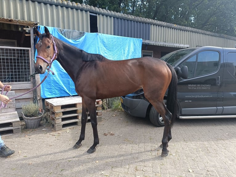 Engels volbloed Merrie 5 Jaar 163 cm Bruin in Wassenaar