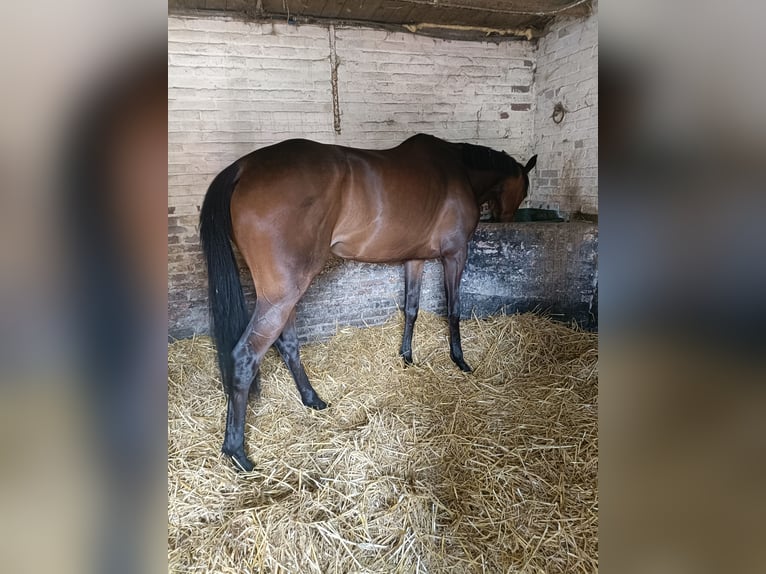 Engels volbloed Merrie 5 Jaar 163 cm Bruin in Wassenaar