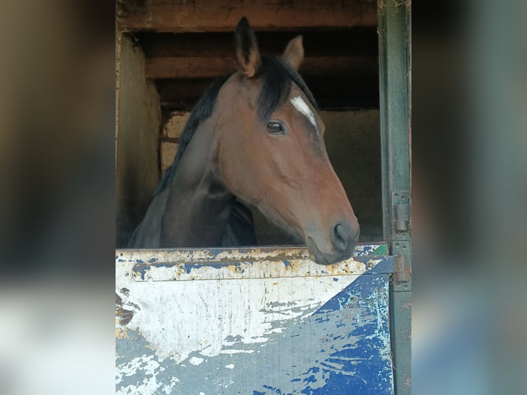 Engels volbloed Merrie 5 Jaar 163 cm Bruin in Wassenaar