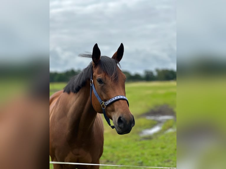 Engels volbloed Merrie 5 Jaar 163 cm Bruin in Sanitz