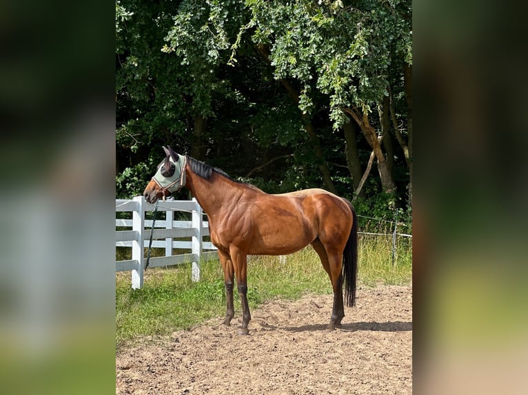 Engels volbloed Merrie 5 Jaar 163 cm Bruin in Sanitz