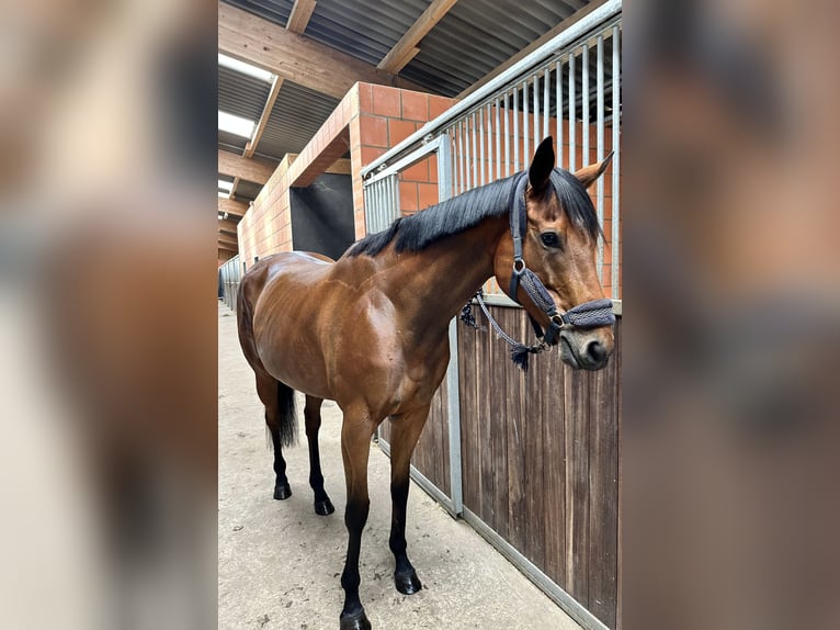 Engels volbloed Merrie 5 Jaar 163 cm Bruin in Sanitz