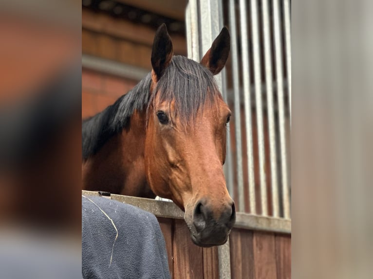 Engels volbloed Merrie 5 Jaar 163 cm Bruin in Sanitz