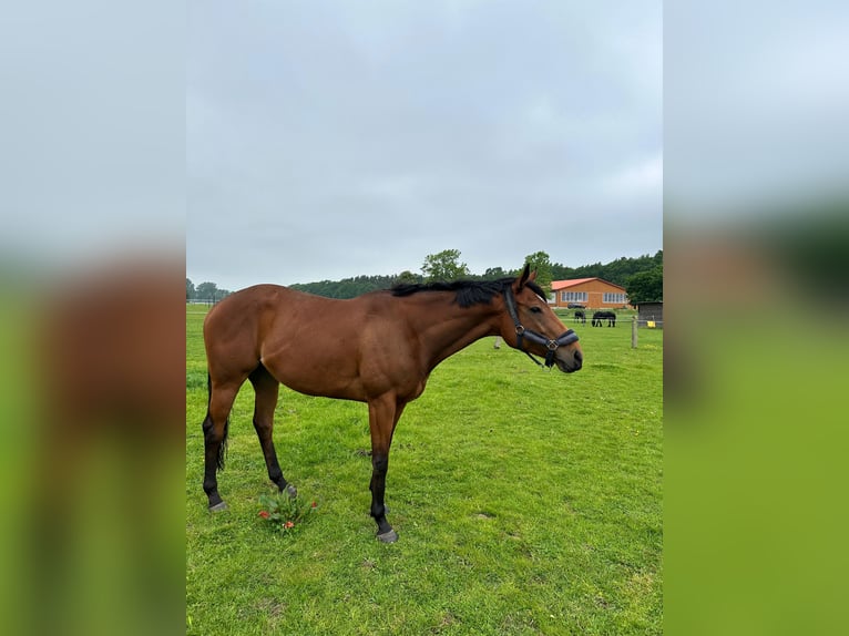 Engels volbloed Merrie 5 Jaar 163 cm Bruin in Sanitz