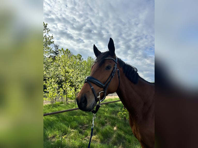 Engels volbloed Merrie 5 Jaar 163 cm Bruin in Sanitz