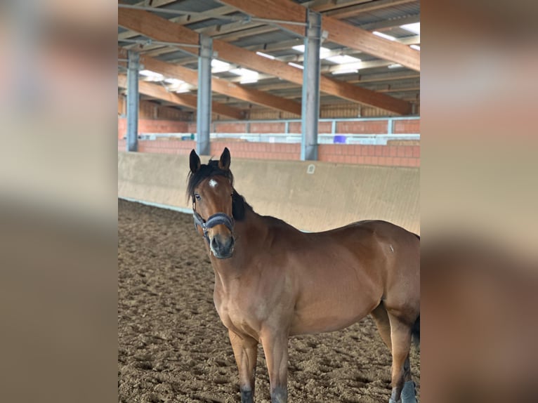 Engels volbloed Merrie 5 Jaar 163 cm Bruin in Sanitz