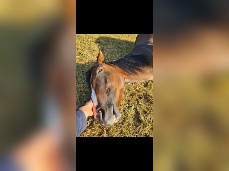 Engels volbloed Merrie 5 Jaar 164 cm Bruin in Ahrensbök