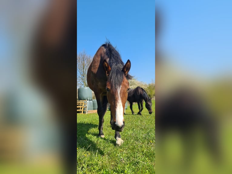 Engels volbloed Merrie 5 Jaar 164 cm Bruin in Ahrensbök