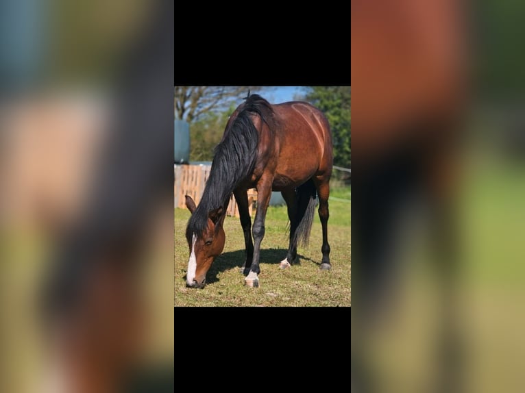 Engels volbloed Merrie 5 Jaar 164 cm Bruin in Ahrensbök