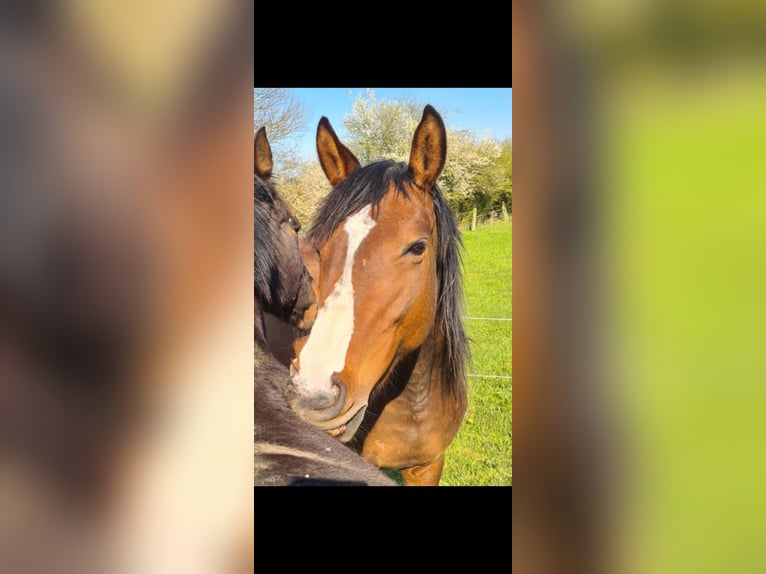 Engels volbloed Merrie 5 Jaar 164 cm Bruin in Ahrensbök