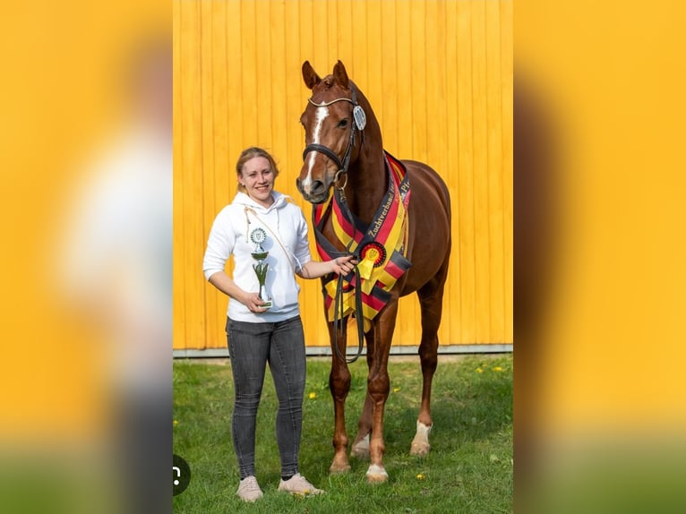 Engels volbloed Merrie 5 Jaar 164 cm Bruin in Ahrensbök