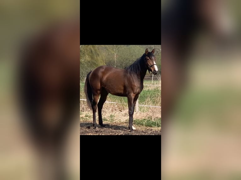 Engels volbloed Merrie 5 Jaar 164 cm Bruin in Ahrensbök