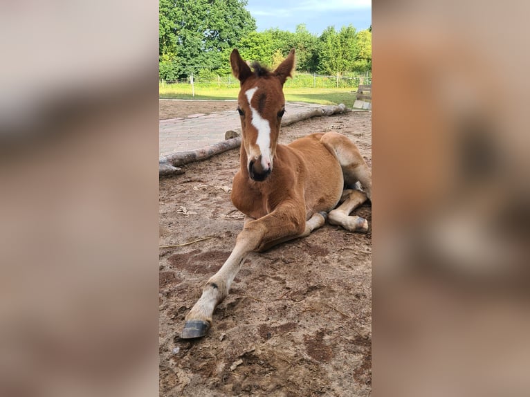 Engels volbloed Merrie 5 Jaar 164 cm Bruin in Ahrensbök