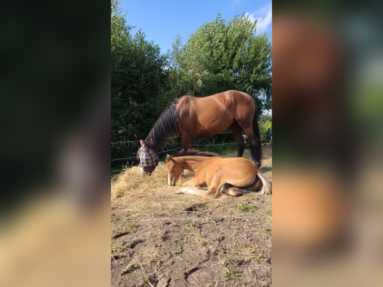 Engels volbloed Merrie 5 Jaar 164 cm Bruin in Ahrensbök