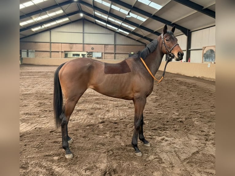 Engels volbloed Merrie 5 Jaar 164 cm Bruin in Groeningen