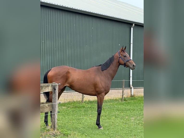 Engels volbloed Merrie 5 Jaar 164 cm Bruin in Groeningen