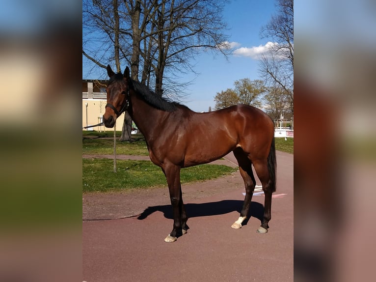 Engels volbloed Merrie 5 Jaar 165 cm Bruin in Gifhorn