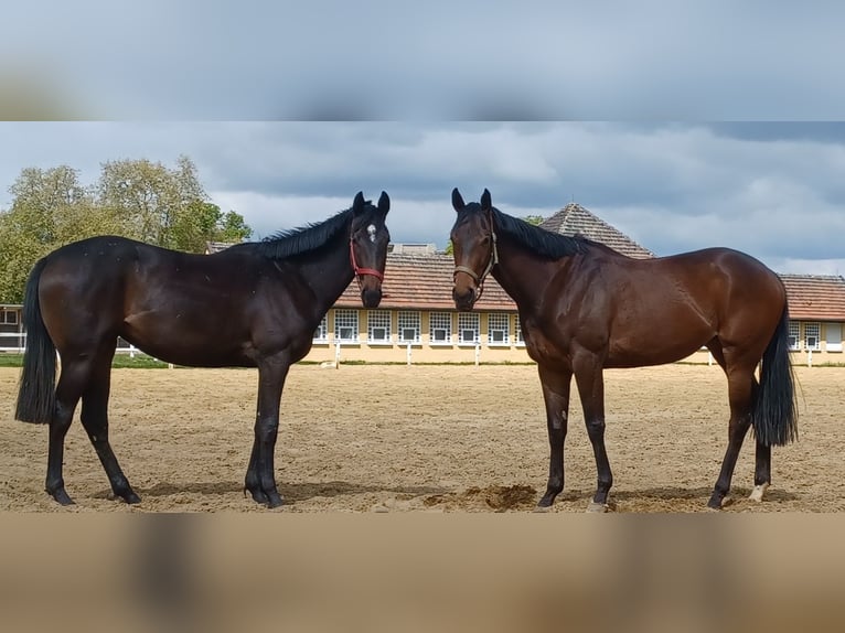 Engels volbloed Merrie 5 Jaar 165 cm Bruin in Gifhorn