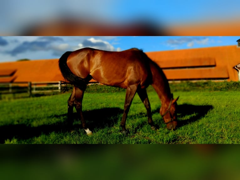 Engels volbloed Merrie 5 Jaar 165 cm Bruin in Gifhorn