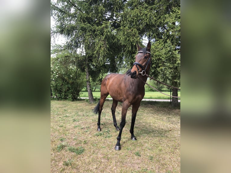 Engels volbloed Merrie 5 Jaar 165 cm Bruin in Bebra