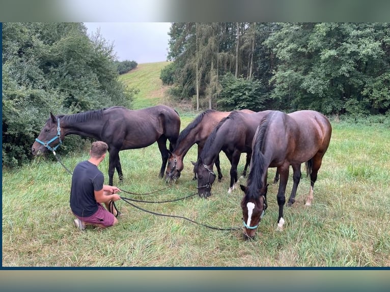 Engels volbloed Merrie 5 Jaar 165 cm Donkerbruin in M&#xF6;ser