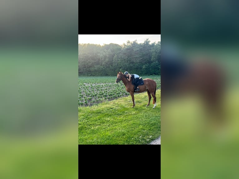 Engels volbloed Merrie 5 Jaar 166 cm Vos in Reken