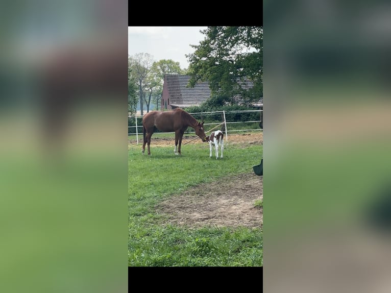 Engels volbloed Merrie 5 Jaar 166 cm Vos in Reken
