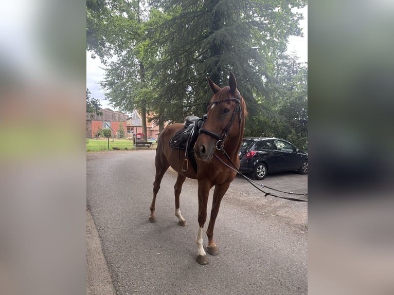 Engels volbloed Merrie 5 Jaar 166 cm Vos in Heiden