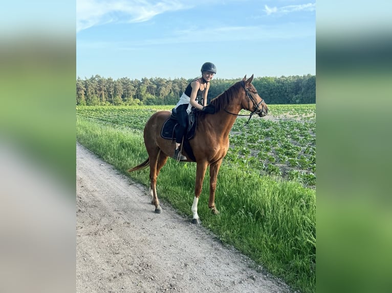 Engels volbloed Merrie 5 Jaar 166 cm Vos in Heiden