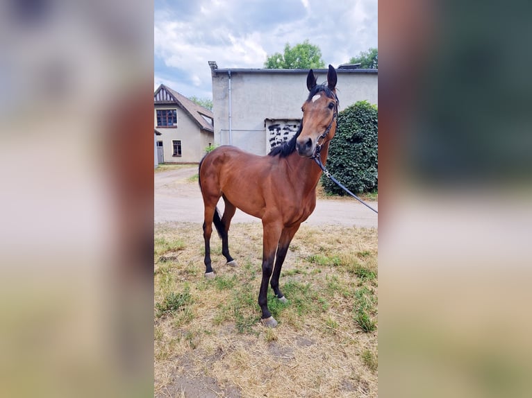Engels volbloed Merrie 5 Jaar 167 cm Bruin in Leipzig