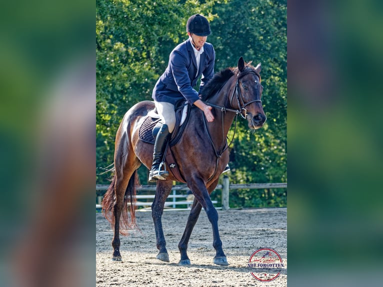 Engels volbloed Merrie 5 Jaar 168 cm Donkerbruin in Hanover