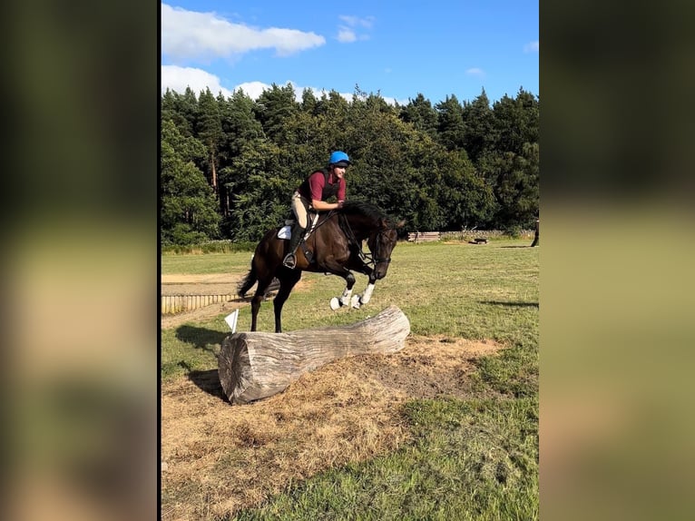 Engels volbloed Merrie 5 Jaar 168 cm Roodbruin in Horsley