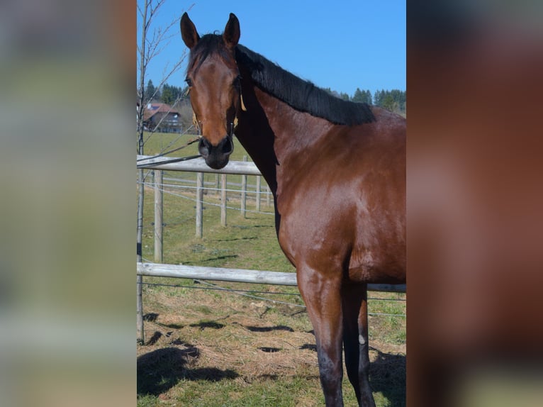 Engels volbloed Merrie 5 Jaar 175 cm Bruin in Vöcklamarkt