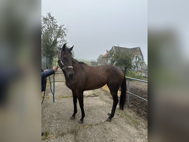 Engels volbloed Merrie 5 Jaar Bruin in Landgraaf