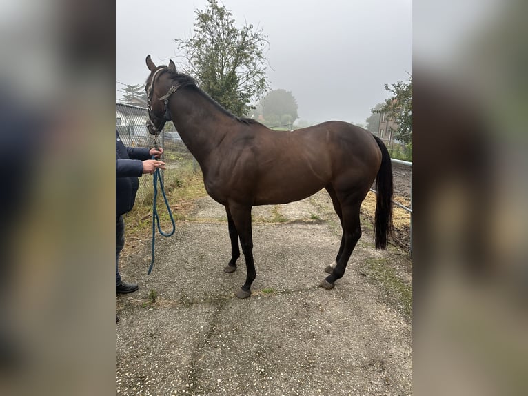 Engels volbloed Merrie 5 Jaar Bruin in Landgraaf