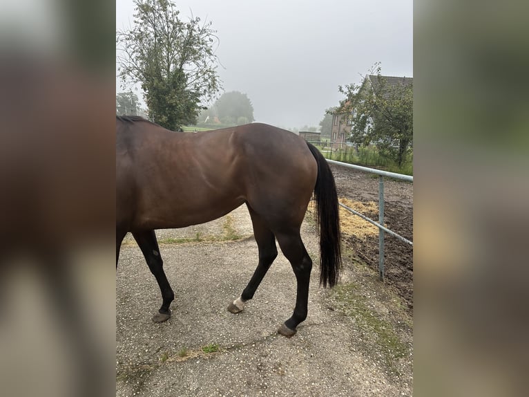 Engels volbloed Merrie 5 Jaar Bruin in Landgraaf