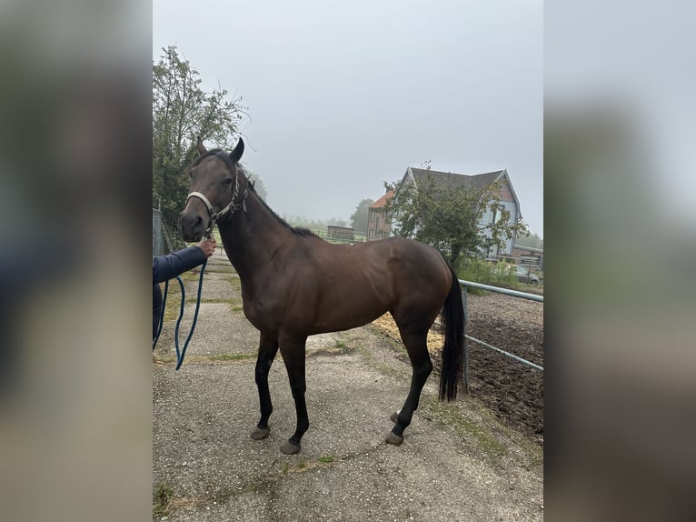 Engels volbloed Merrie 5 Jaar Bruin in Landgraaf