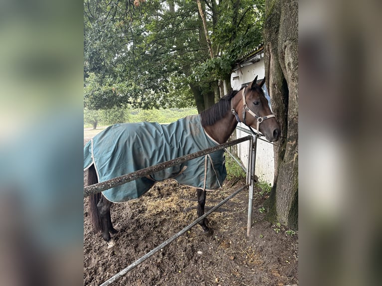 Engels volbloed Merrie 5 Jaar Bruin in Landgraaf