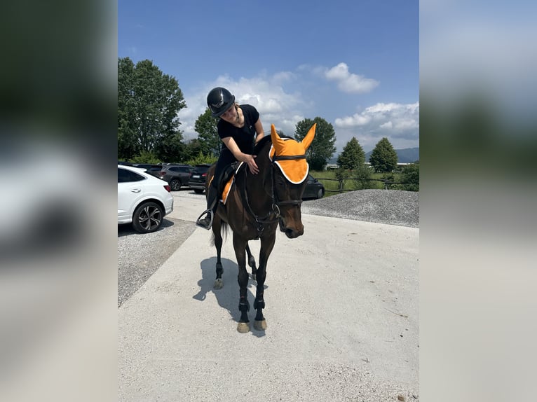 Engels volbloed Merrie 5 Jaar Donkerbruin in Valbrembo