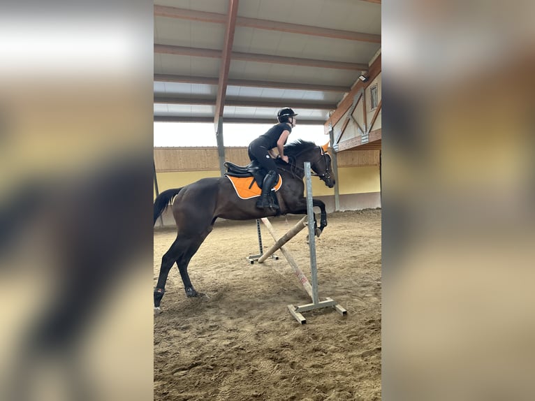 Engels volbloed Merrie 5 Jaar Donkerbruin in Valbrembo