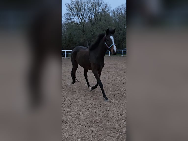 Engels volbloed Merrie 6 Jaar 152 cm Donkerbruin in Lewisville