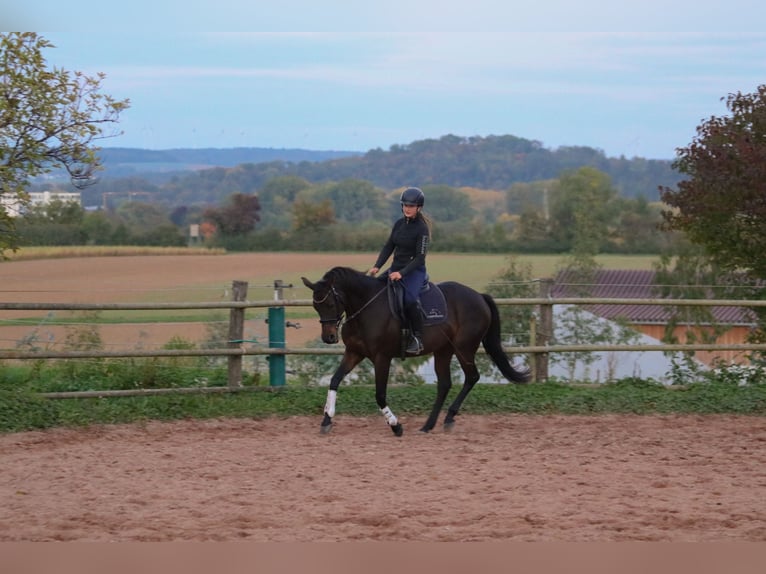 Engels volbloed Merrie 6 Jaar 153 cm Bruin in Bad Wimpfen Engels volbloed Merrie 6 Jaar 153 cm Bruin in Bad Wimpfen